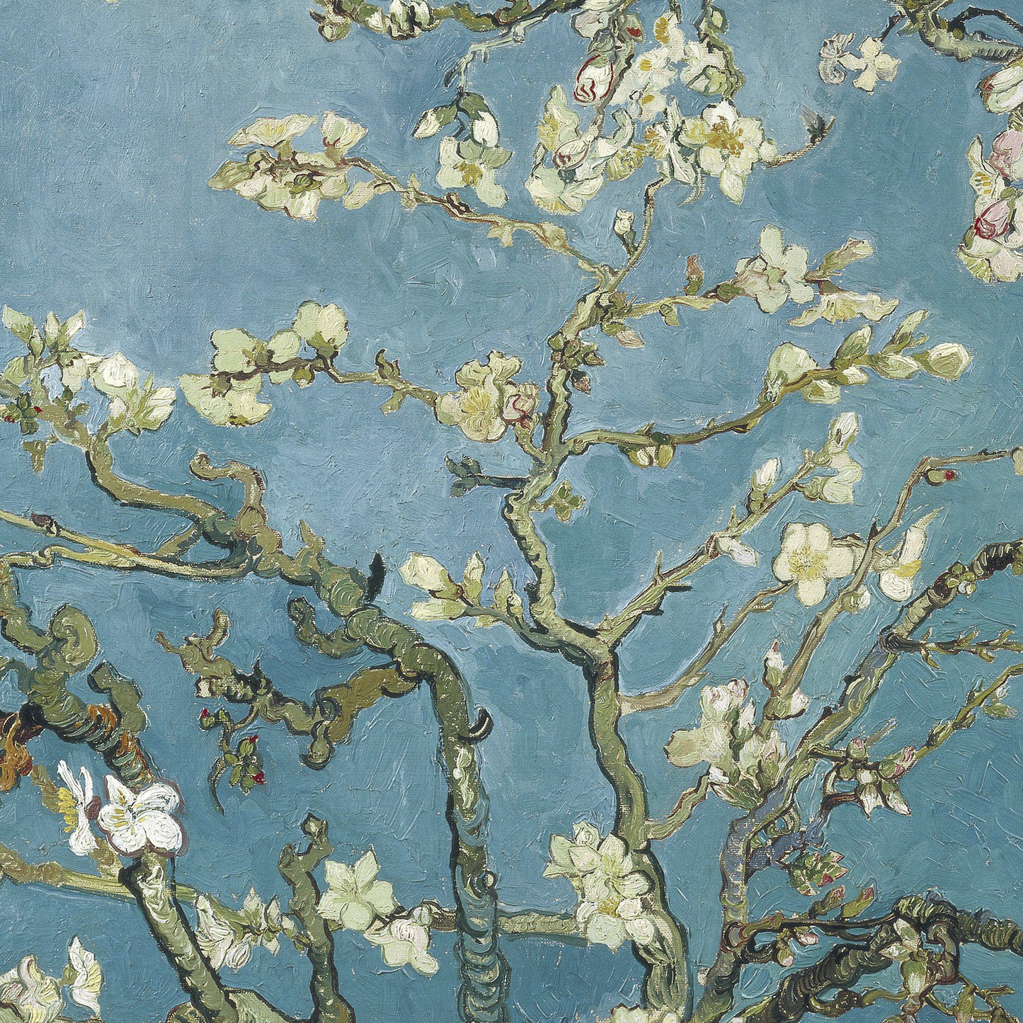 Almond blossom