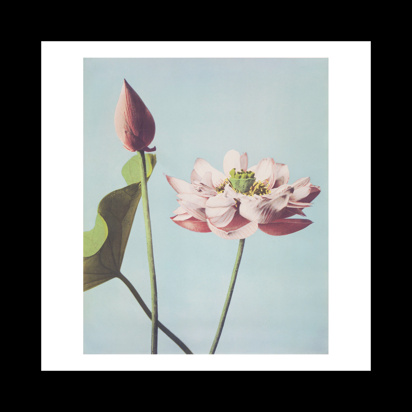 Beautiful photomechanical prints Lotus Flowers