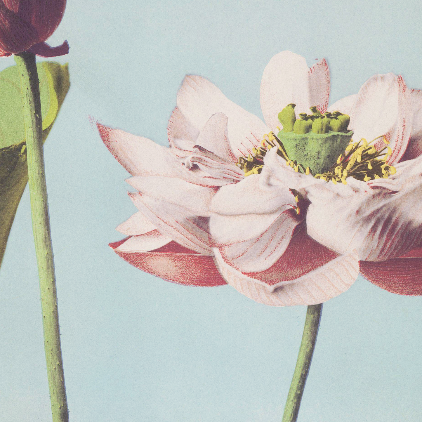 Beautiful photomechanical prints Lotus Flowers