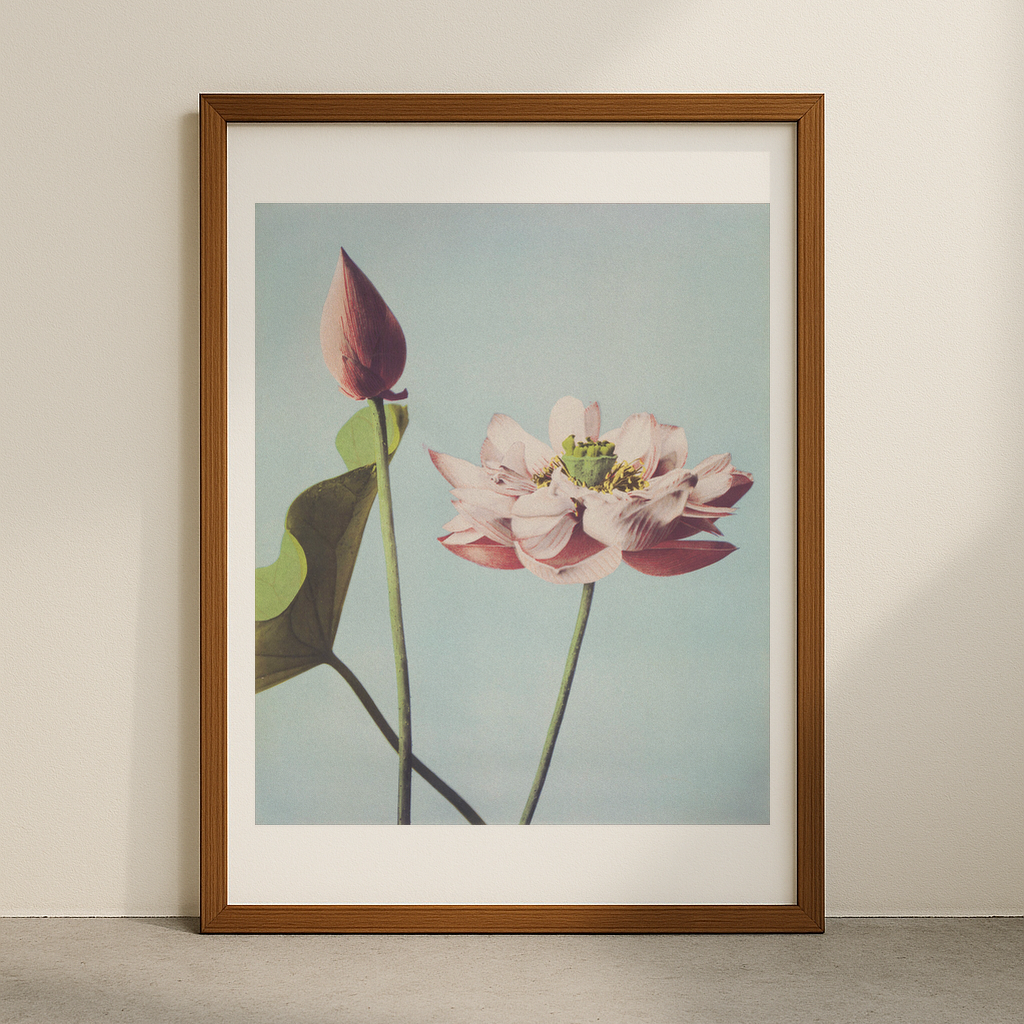 Beautiful photomechanical prints Lotus Flowers