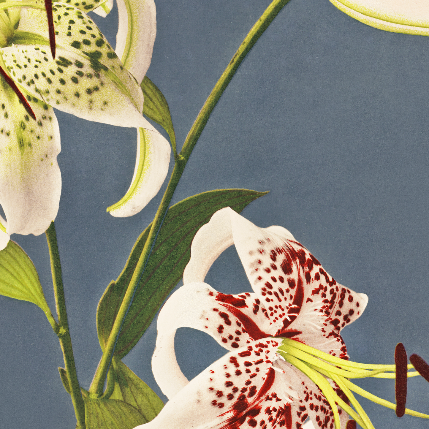 Lilies collotype Japan. Described and