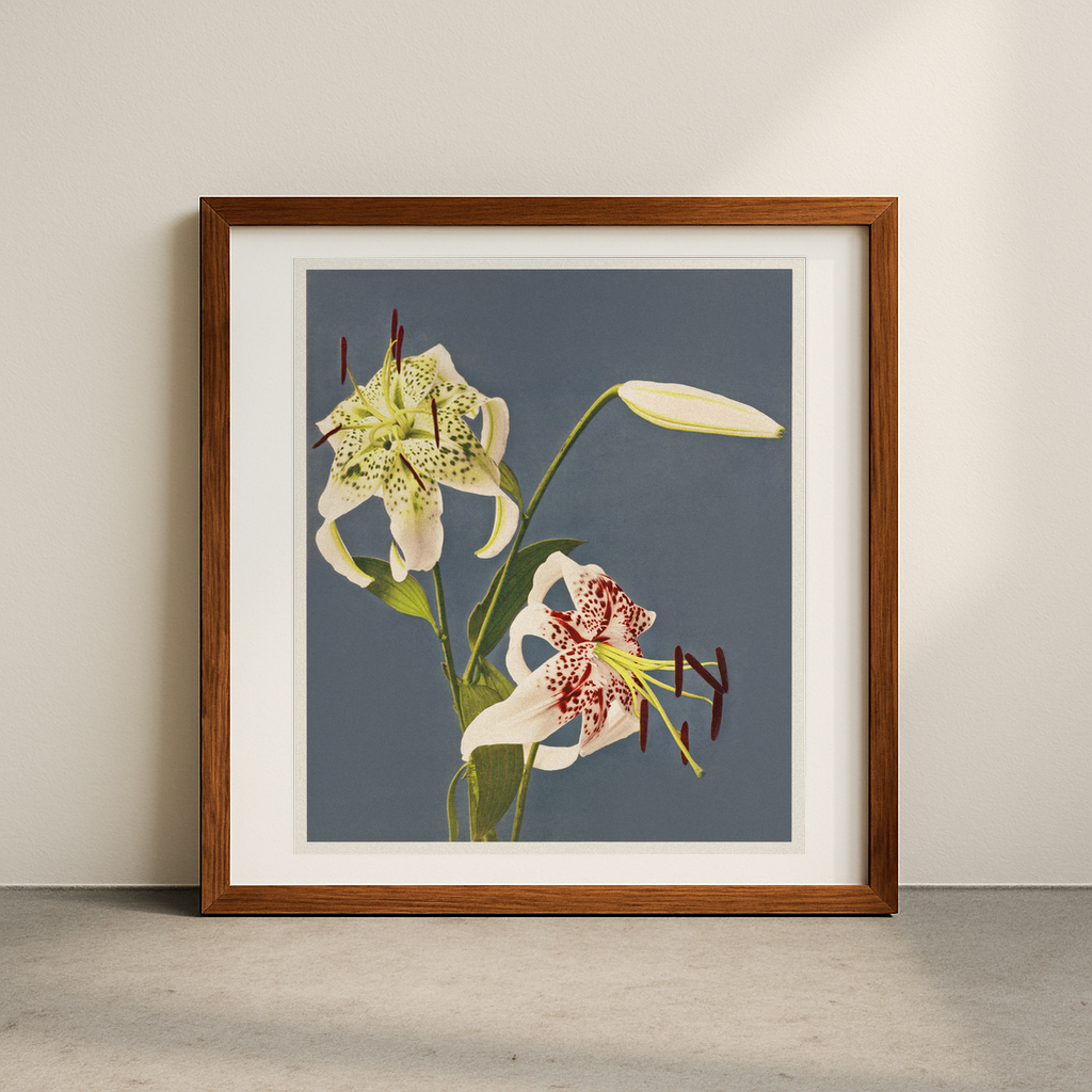 Lilies collotype Japan. Described and