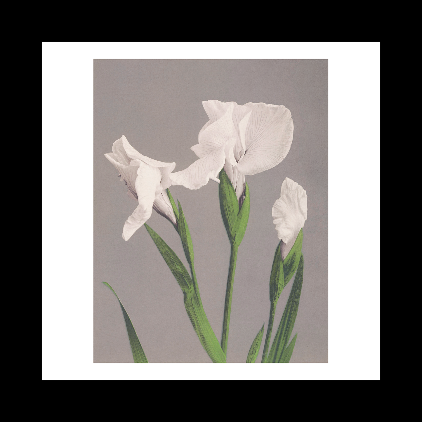 Beautiful photomechanical prints White Irises