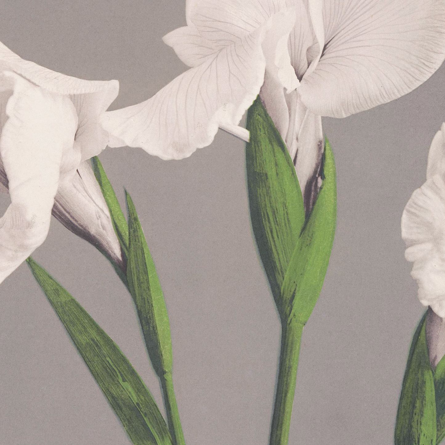Beautiful photomechanical prints White Irises