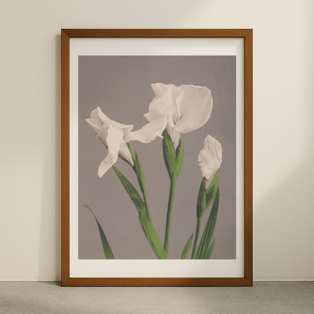 Beautiful photomechanical prints White Irises