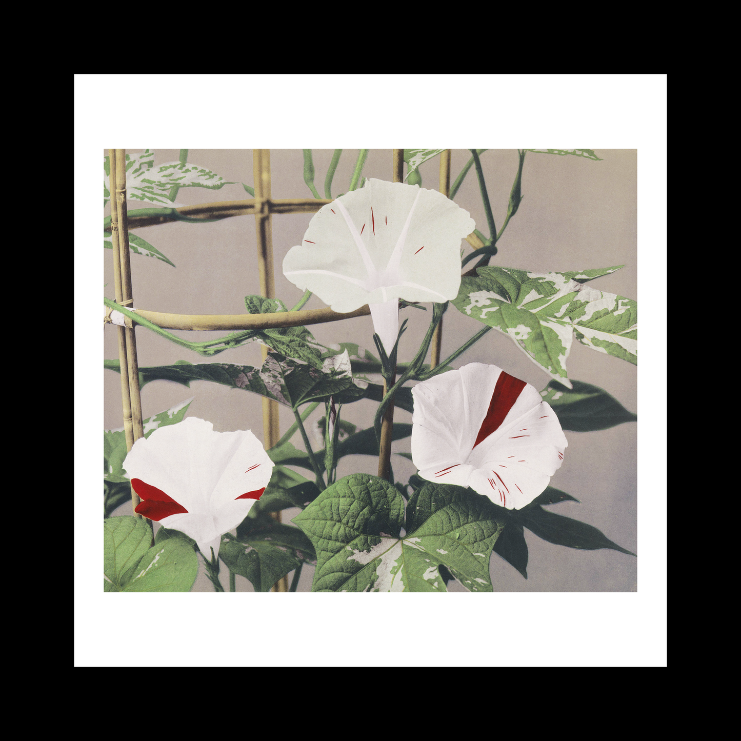 Beautiful photomechanical prints Striped Bindweed