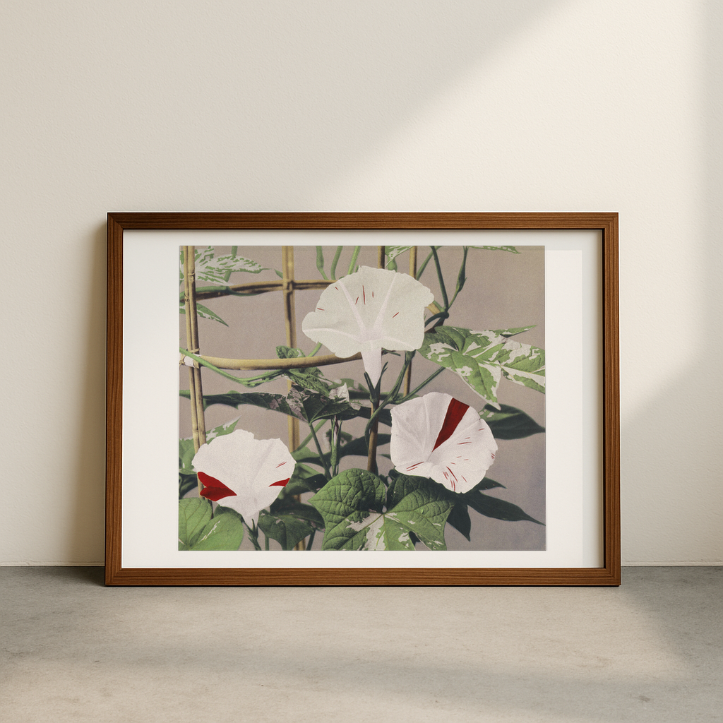 Beautiful photomechanical prints Striped Bindweed