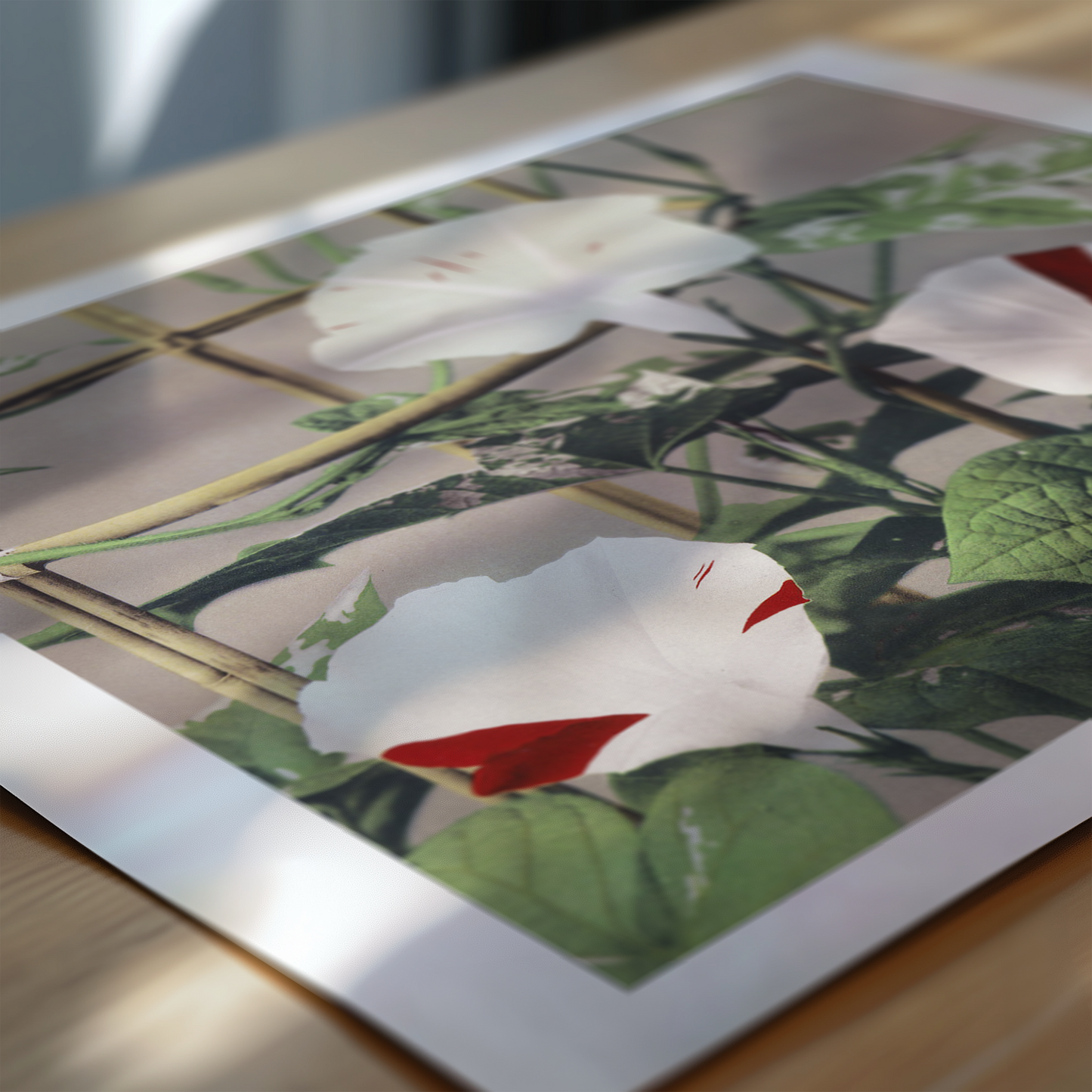 Beautiful photomechanical prints Striped Bindweed
