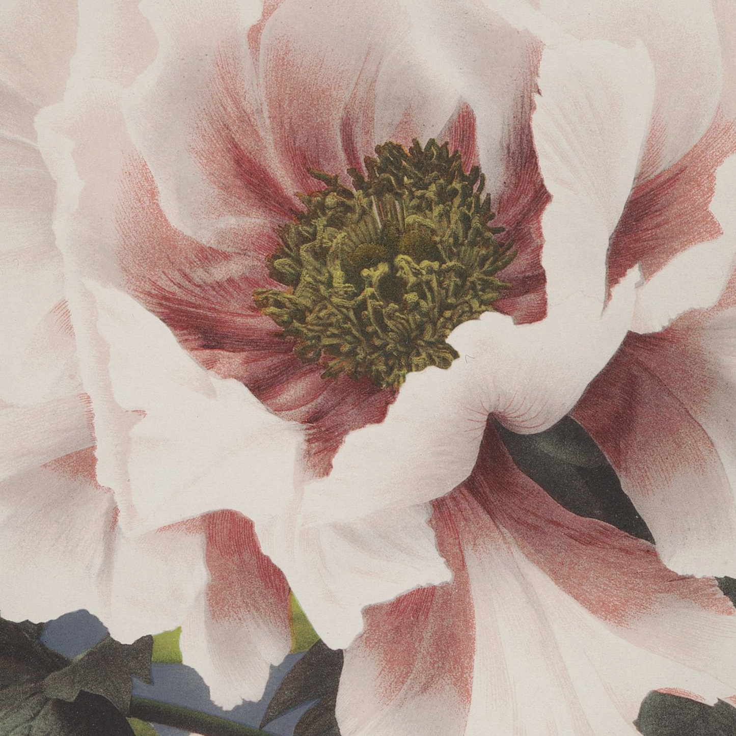 Beautiful photomechanical prints (1887–1897) Ogawa