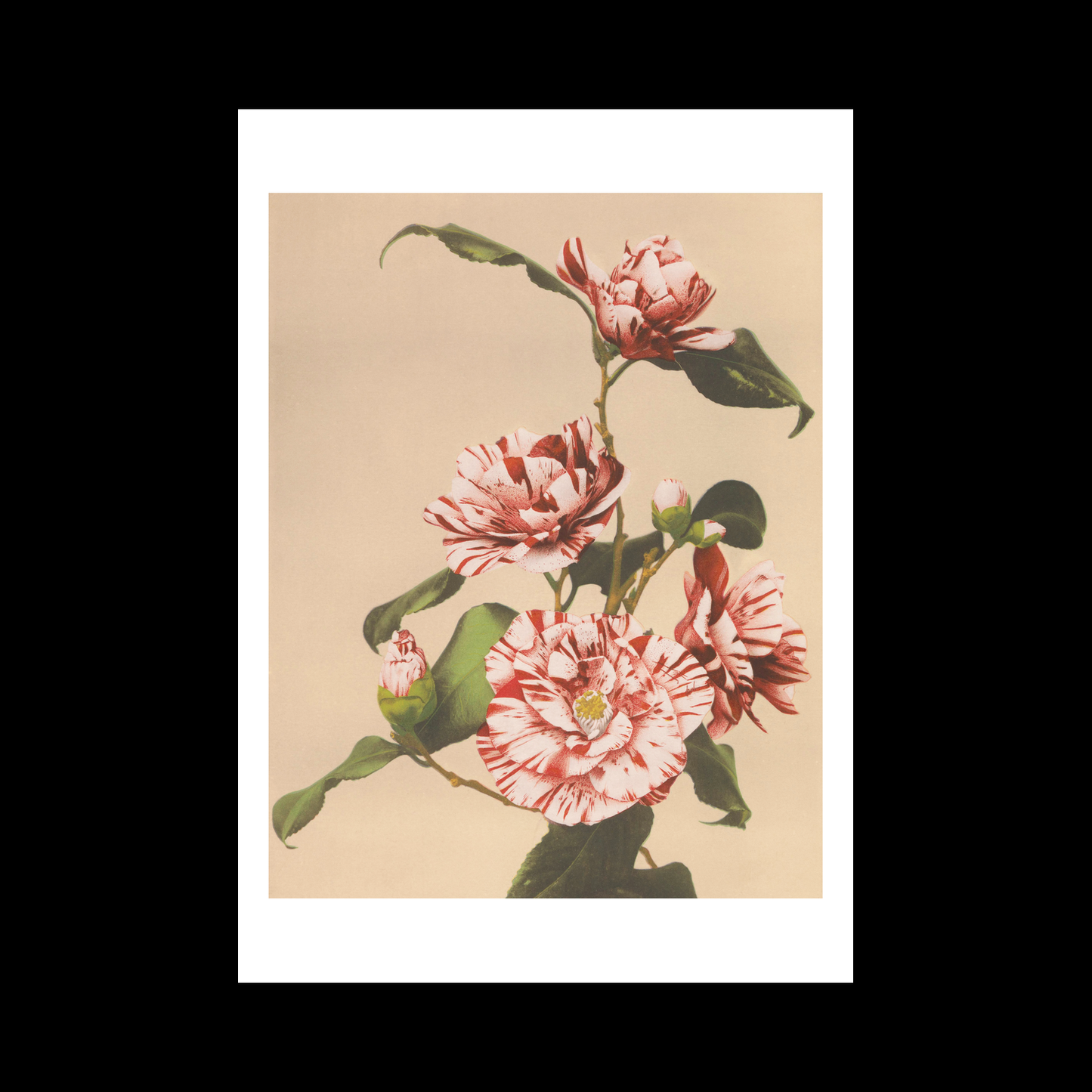 Beautiful photomechanical prints Striped Camellias