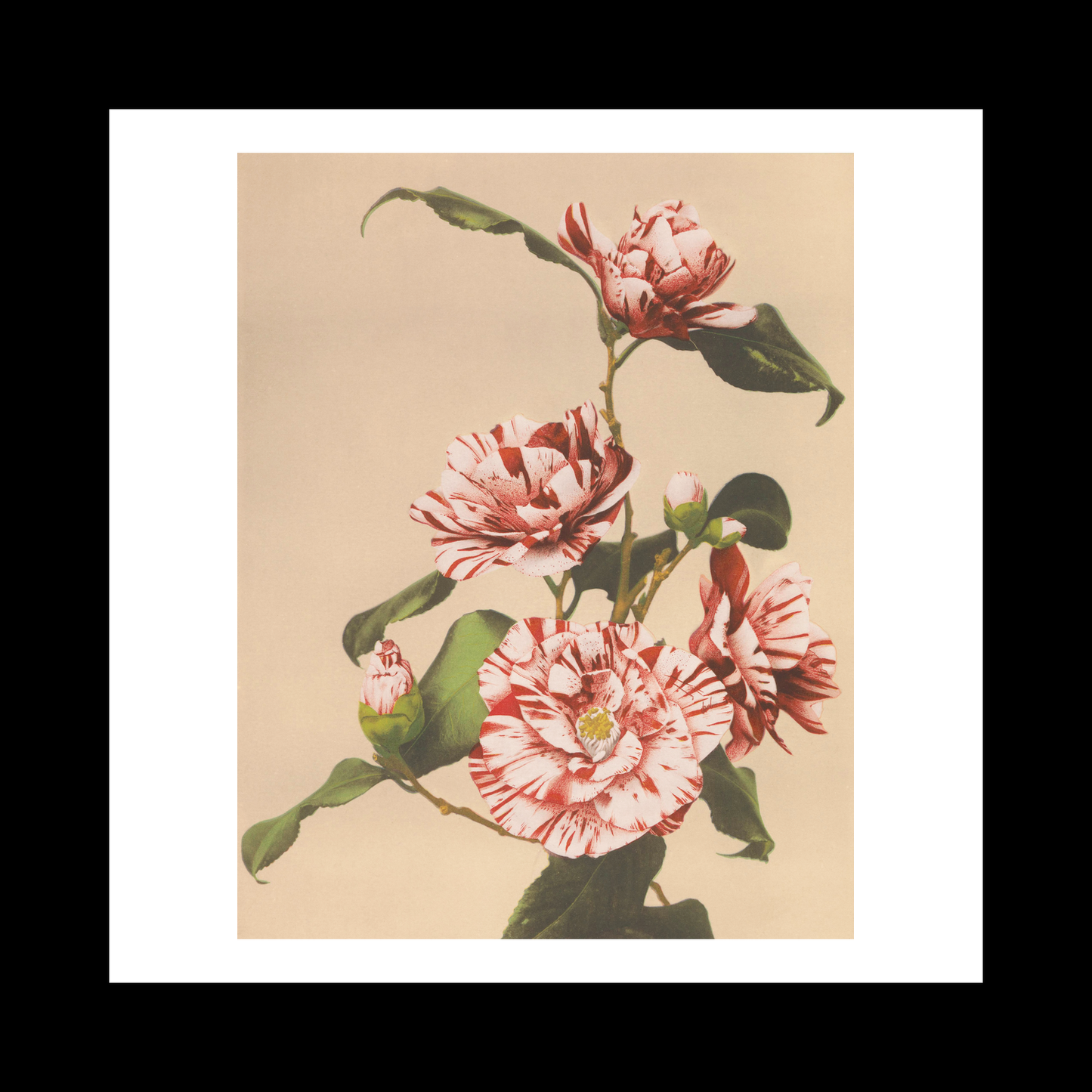 Beautiful photomechanical prints Striped Camellias