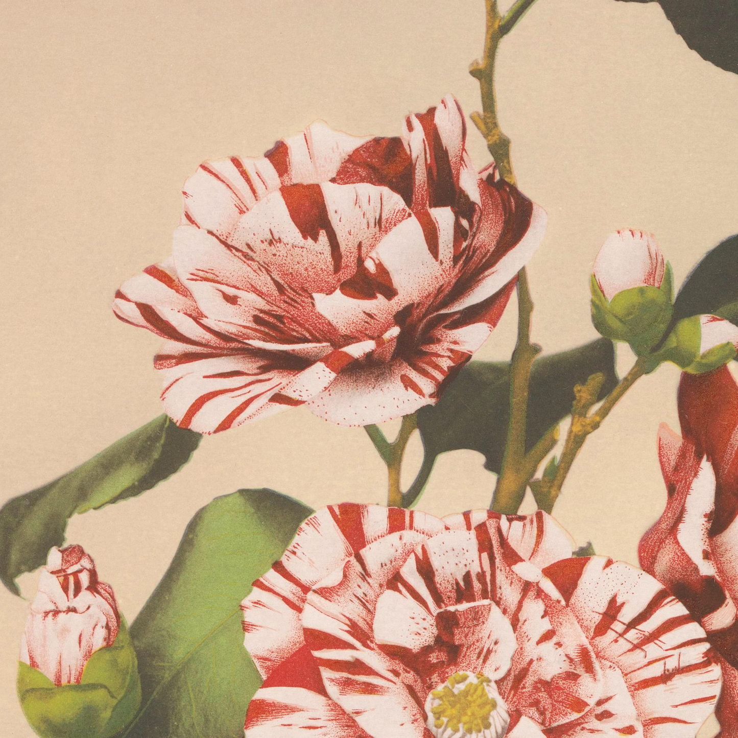 Beautiful photomechanical prints Striped Camellias