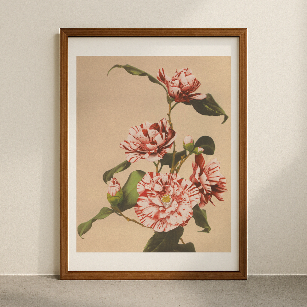 Beautiful photomechanical prints Striped Camellias