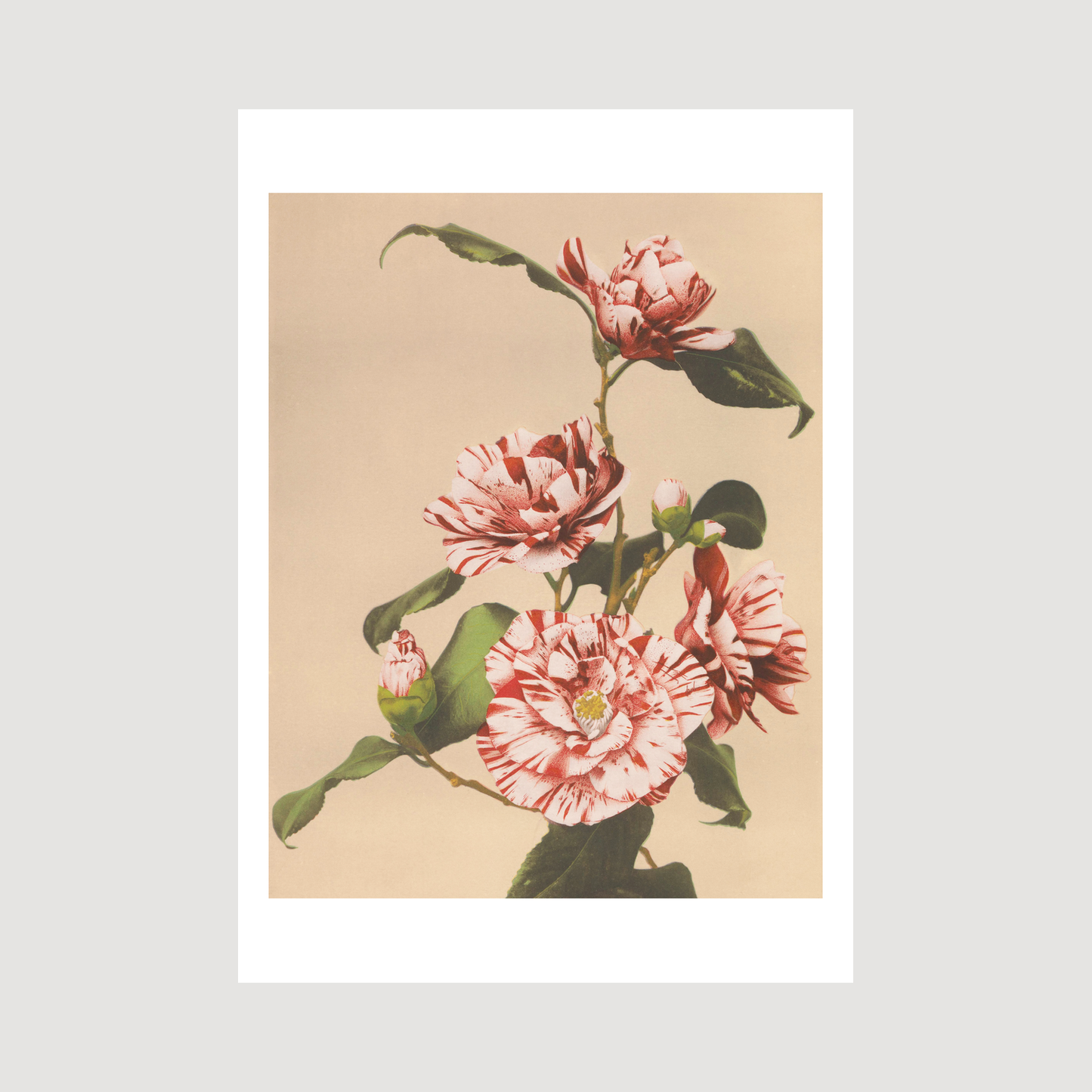 Beautiful photomechanical prints Striped Camellias