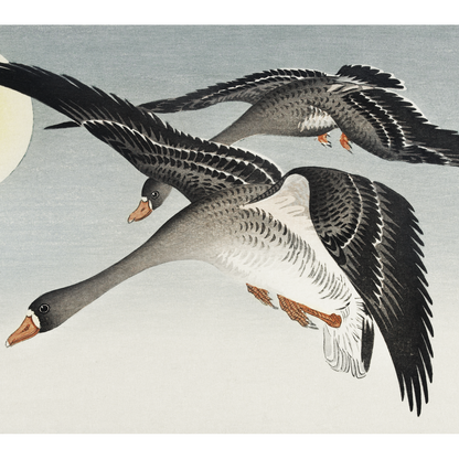 Birds full moon (1900 - 1936)