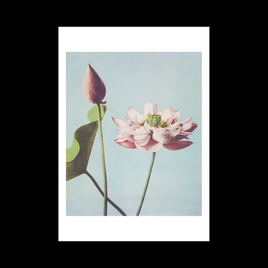 Beautiful photomechanical prints Lotus Flowers