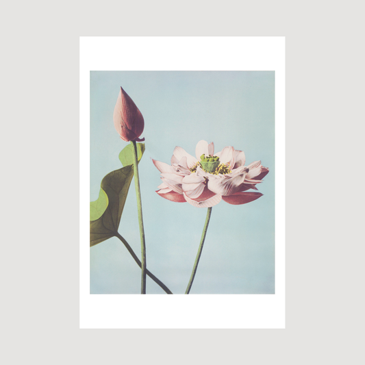 Beautiful photomechanical prints Lotus Flowers