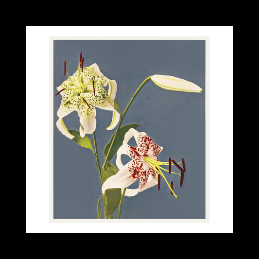 Lilies collotype Japan. Described and