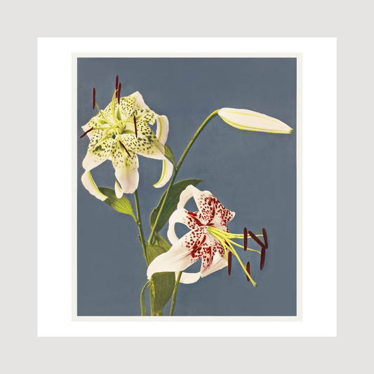 Lilies collotype Japan. Described and