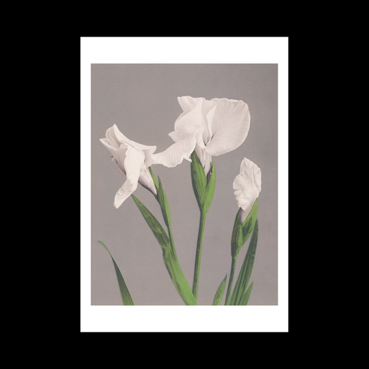Beautiful photomechanical prints White Irises