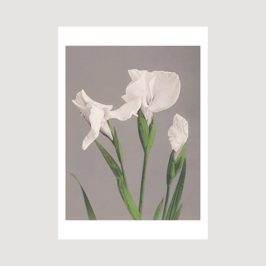 Beautiful photomechanical prints White Irises