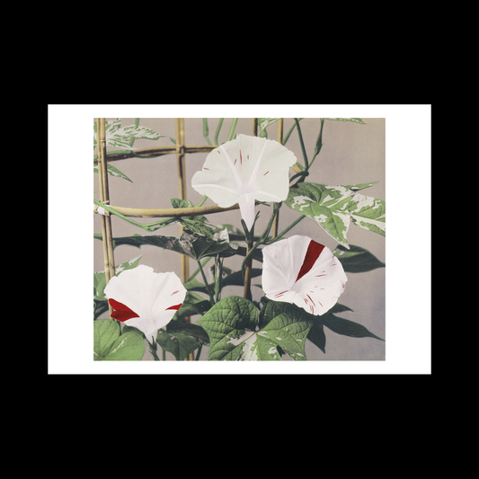 Beautiful photomechanical prints Striped Bindweed