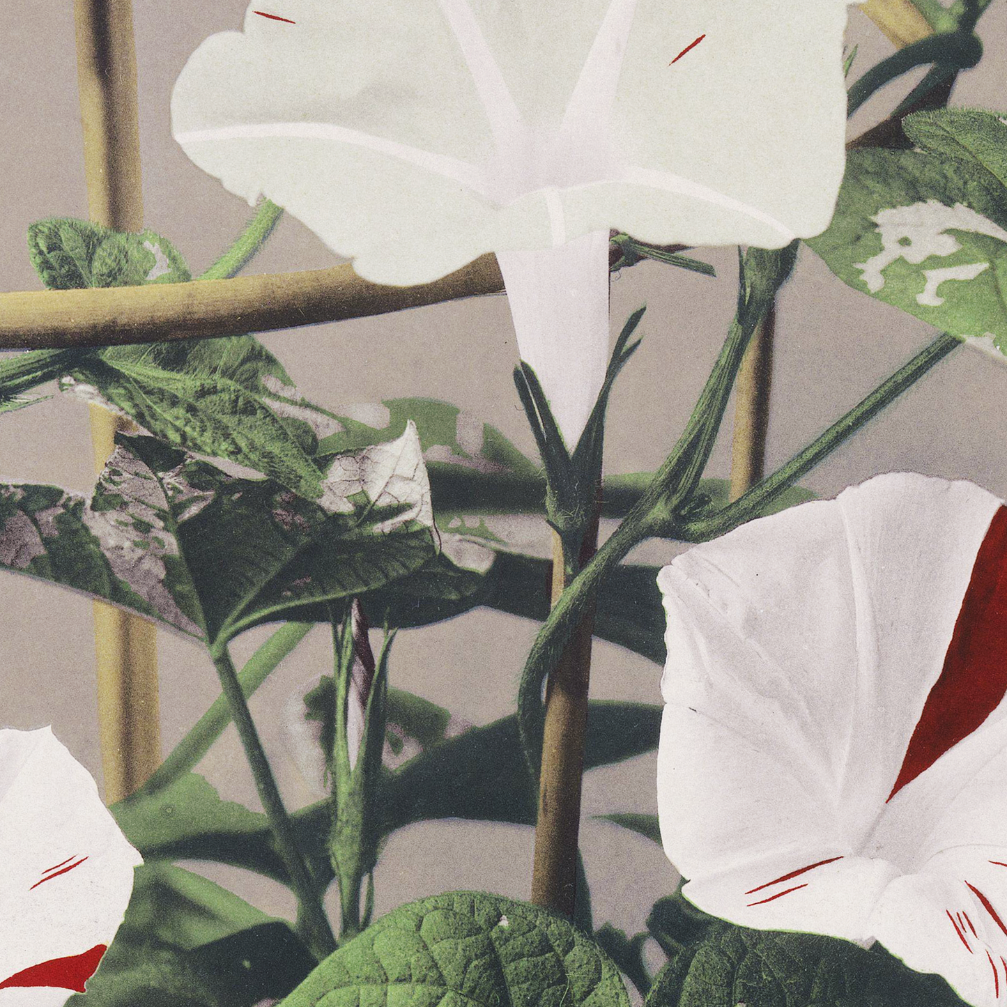 Beautiful photomechanical prints Striped Bindweed