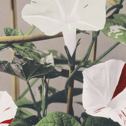 Beautiful photomechanical prints Striped Bindweed
