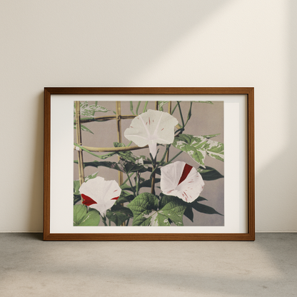 Beautiful photomechanical prints Striped Bindweed