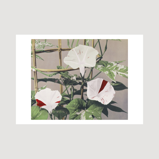 Beautiful photomechanical prints Striped Bindweed