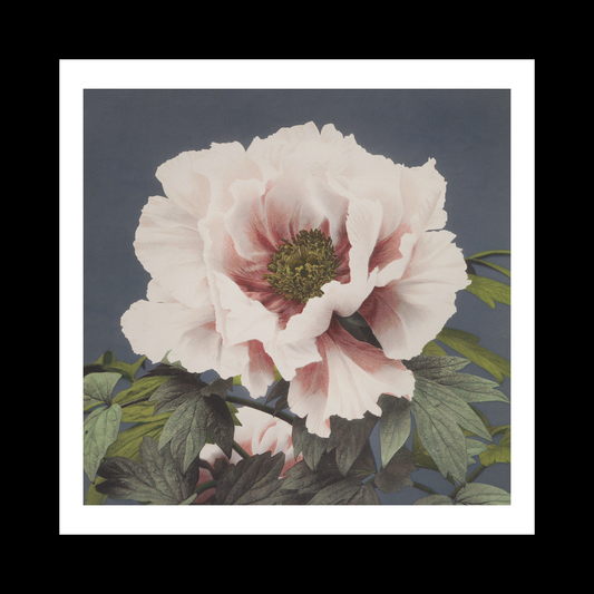 Beautiful photomechanical prints (1887–1897) Ogawa
