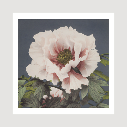 Beautiful photomechanical prints (1887–1897) Ogawa
