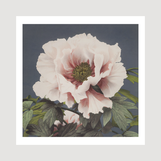 Beautiful photomechanical prints (1887–1897) Ogawa