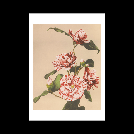Beautiful photomechanical prints Striped Camellias