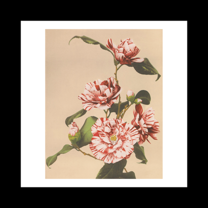 Beautiful photomechanical prints Striped Camellias