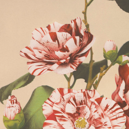Beautiful photomechanical prints Striped Camellias
