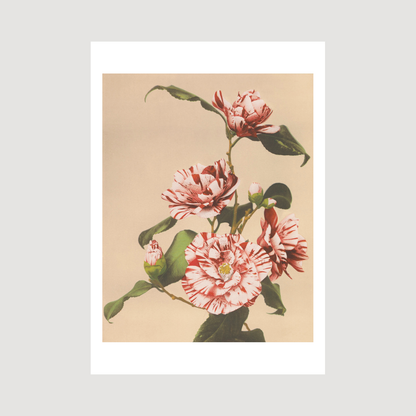 Beautiful photomechanical prints Striped Camellias