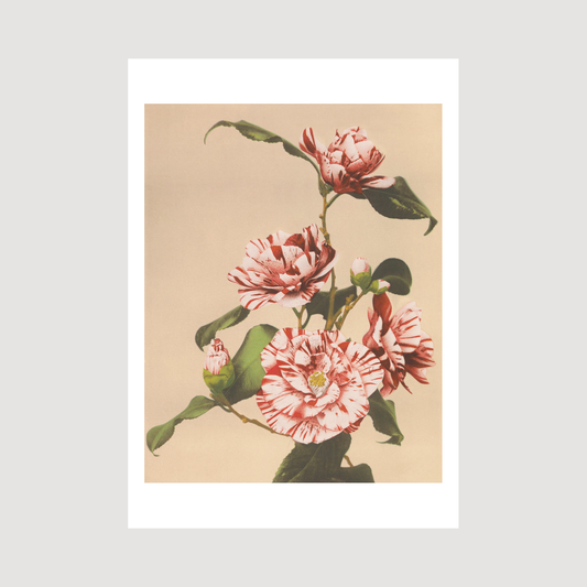 Beautiful photomechanical prints Striped Camellias